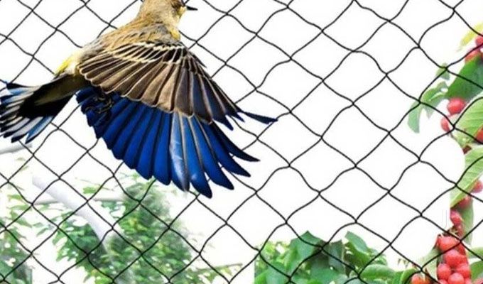 Bird Safety Net 5